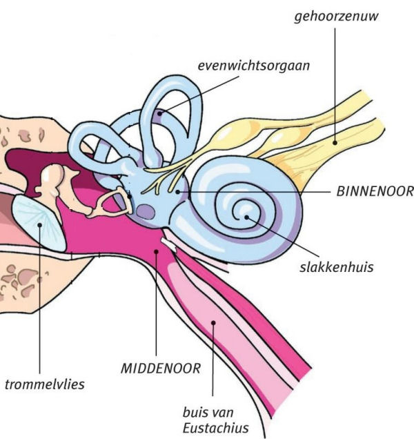 Symptomen burn out: duizelig